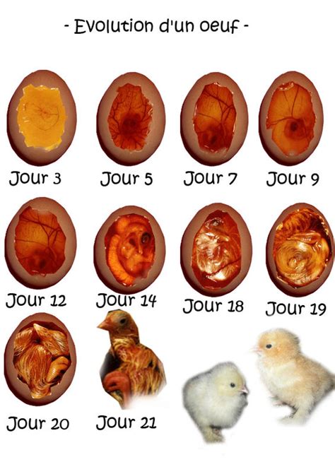 Une poule d'ornement, bien qu'étant un une fois les poules confortablement installées, il faudra leur fournir une alimentation spécifique pour garantir la ponte. Evolution d'un oeuf - Photo de De l'oeuf à l'adulte ...