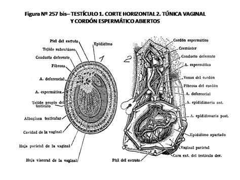 Atlas De AnatomÍa Humana 257 Bis TestÍculo 1 Corte Horizontal 2