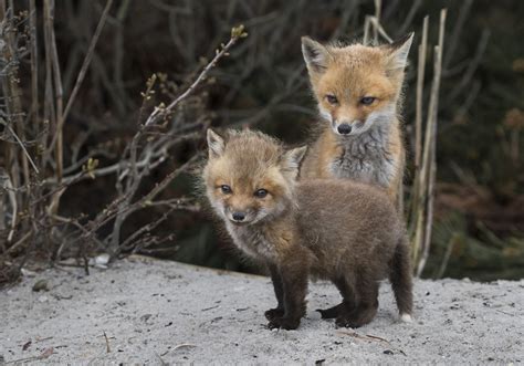 145 Red Fox Kits Vulpes Vulpes Long Island Ny — Sevenseas Media