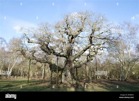 The Major Oak Sherwood Forest In Winter Stock Photo Alamy
