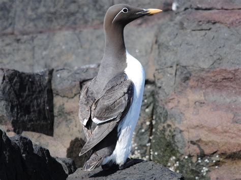 Yellow-billed Bridled Guillemot - Serenity Farne Islands Boat Tours and Trips