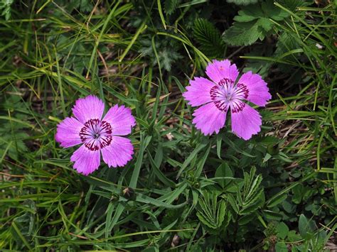 Dianthus Chinensis L Plants Of The World Online Kew Science