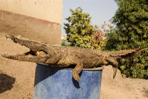 french diggers unveil the secrets of egypt s crocodile that lived 2300 ago al bawaba