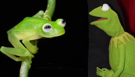 Kermits Response To Newly Found Costa Rican Look Alike Frog Al DÍa News