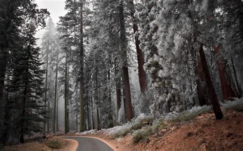 Wallpaper Sunlight Trees Forest Nature Snow Winter Road
