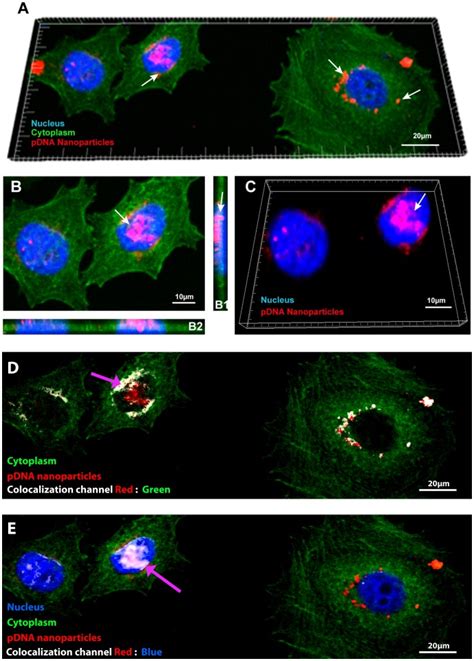 Confocal Microscopy Images Of MCF 7 Breast Cancer Cells After 4 H Of