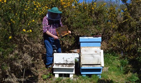 Getting Started With Beekeeping Tips For The Beginner Beekeeper Artofit