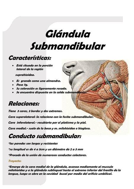 Resúmenes De Glándula Submandibular Descarga Apuntes De Glándula