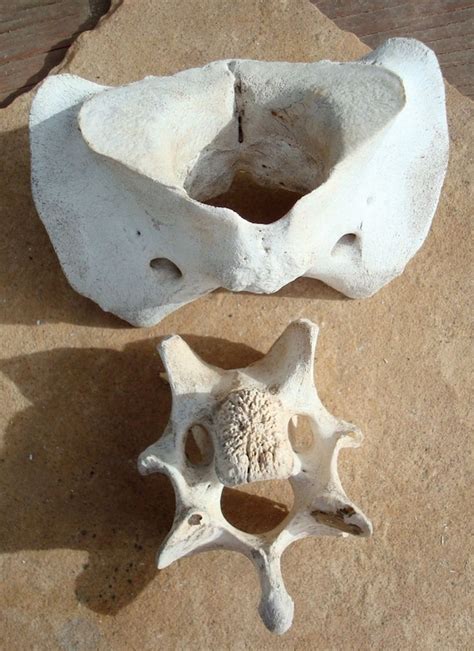 Cow Bone Animal Atlas Vertebrae Vertebra Real Natural Bones
