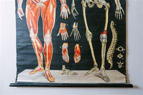 Original Anatomical Vintage Antique German Educational School Wall