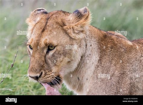 Lion Eating Prey Hi Res Stock Photography And Images Alamy