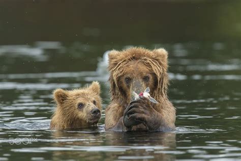 15 Adorable Photos Of Cute Bear With Mumma Bear Reckon Talk