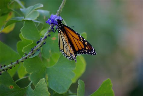 10 Flowers That Attract Monarch Butterflies Growing Organic