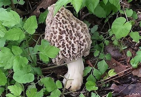 Michigans 2018 Morel Mushroom Hunting Season Photo Gallery