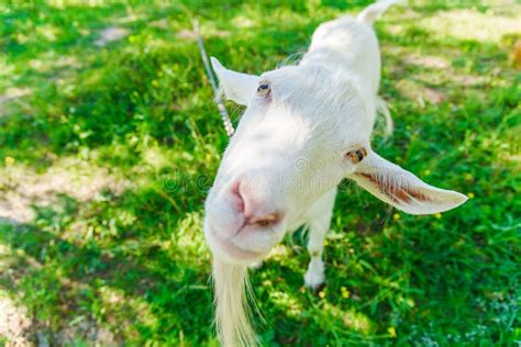 Goat On Green Field Stock Image Image Of Pink Agriculture 168697015
