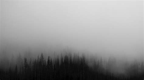 Gratis billeder landskab træ Skov Sky sort og hvid tåge sollys
