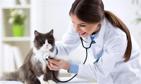 Cat Healthcare The Animal Care