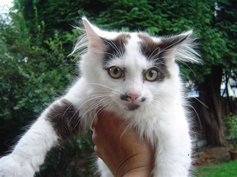 34 Norwegian Forest Cat Kitten For Sale Birmingham West Midlands