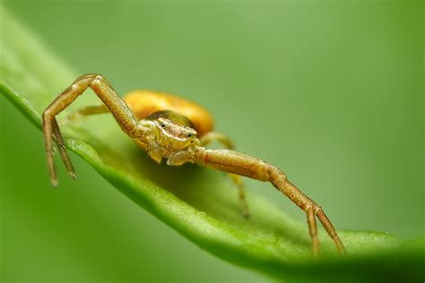 orange crab spider ~3 1 magnification full frame i think… flickr