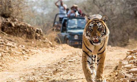 Tiger Trails Madhya Pradesh Wildlife
