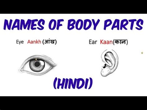 इसलिए हमने इस ब्लॉग पोस्ट में 50 body parts name in hindi and english दोनों भाषाओँ में लिखा है। recent posts. Parts Of Body For Kids in Hindi | Names Of Body Parts ...