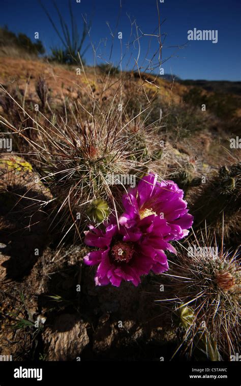 Purple Desert Flower Hi Res Stock Photography And Images Alamy