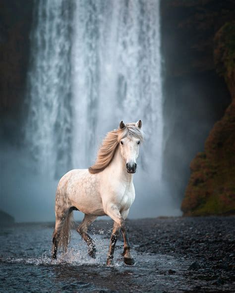 I Took Pictures Of Beautiful Horses In Breathtaking Icelandic