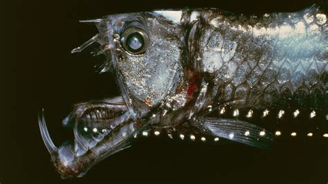 Why Do Deep Sea Fish Look Like Aliens Live Science