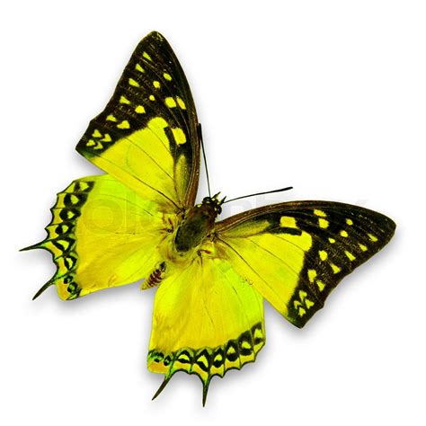 Yellow Butterfly Stock Image Colourbox