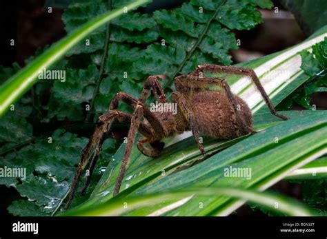 Brazilian Wandering Spider Also Known As Banana Spider Phoneutria