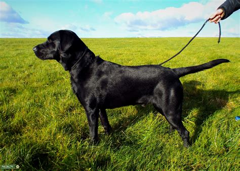 Handsome Purebred Athletic Black Labrador Stud Stud Dog In Surrey