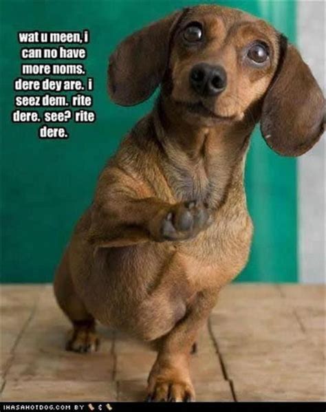 Dachshund Friendly And Curious Funny Dog Pictures Funny Animal