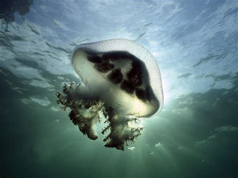Jiggly Jellyfish From Dazzling To Deadly 72 Splendid Photos Com Imagens