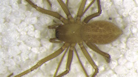New Spider Species Discovered In Southern Indiana Cave
