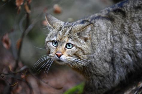 Through Golden Eyes Cat Domestication Traced To Chinese Farmers 5300