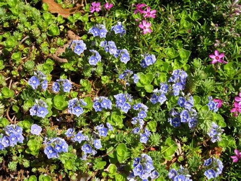Small Blue Flowers Groundcover