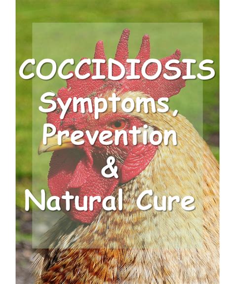 Coccidiosis Symptoms Prevention And Natural Cure