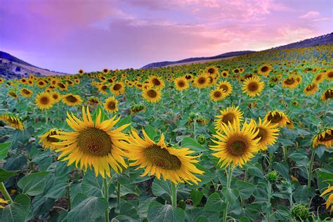 Sunflowers At Sunset Iii Photograph By Guido Montanes Castillo Pixels