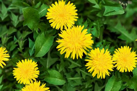 Dandelion Greens Plant Care And Growing Guide