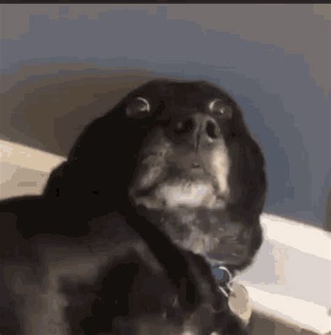 Scared Dog S Tenor