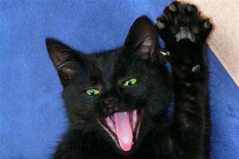 Black Cat Customer Care Cat Meme Stock Pictures And Photos