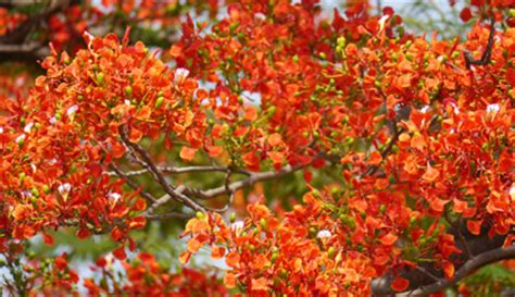 Fixed time slot flower deliver. Bangalore Flowering Trees in Public Parks Karnataka