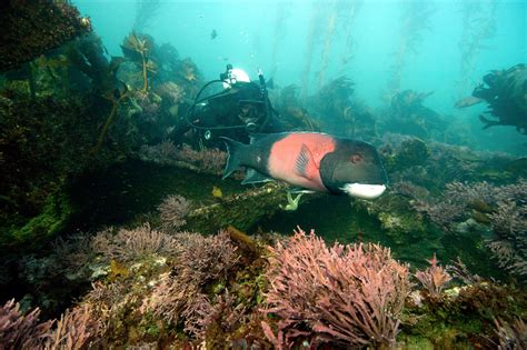 Exciting Experiences At The Channel Islands National Marine Sanctuary