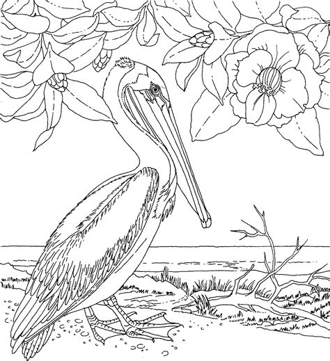 ✓ free for commercial use ✓ high quality images. Free Pelican Coloring Pages