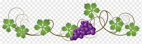 Illustration Of Purple Grapes Common Grape Vine Juice Graphic Design