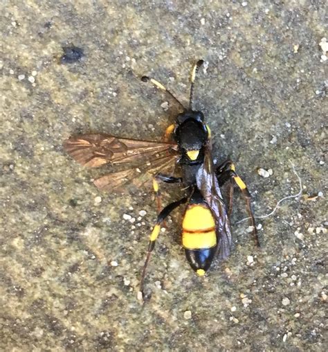 It looks like a wasp, but i am not sure. species identification - Can you identify this wasp-like ...