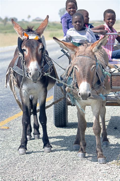 Donkeys Pulling A Donkey Cart Free Stock Photo - Public Domain Pictures