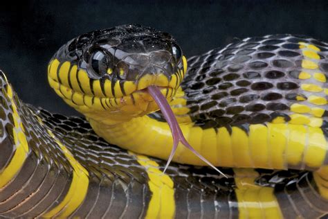 Black And Yellow Mangrove Snake Britannica