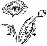 Photos of How To Draw A Poppy Flower