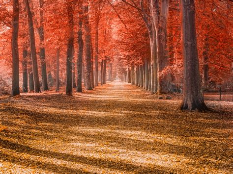 Autumn Trees Wallpaper 4k Forest Path Trunks Woods Autumn Leaves